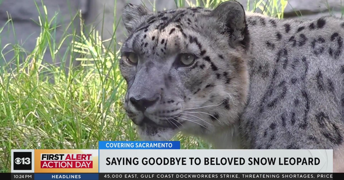Sacramento Zoo to say goodbye to beloved snow leopard