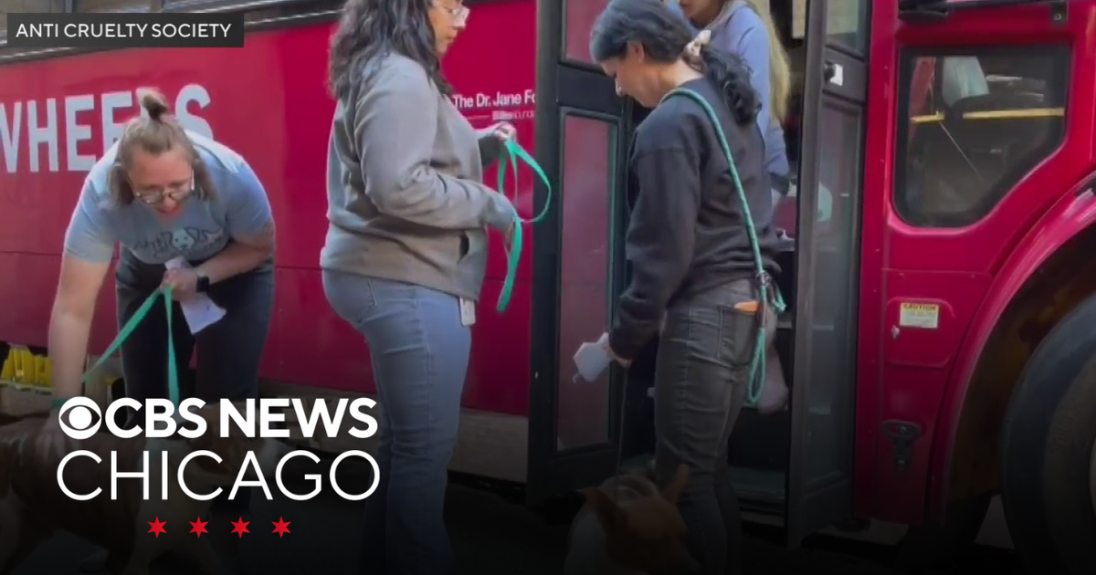 Dogs displaced by Hurricane Helene arrive in Chicago - CBS Chicago