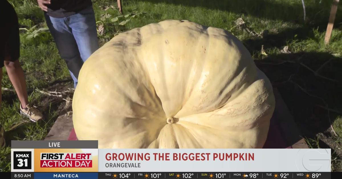 Pumpkin Growers Compete for Record Weights