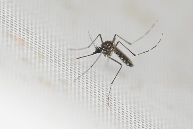 ARGENTINA-HEALTH-VIRUS-DENGUE-AEDES AEGYPTI 