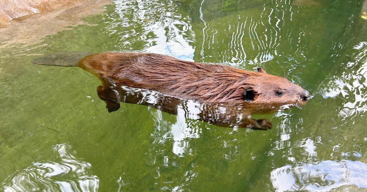 Permit granted to allow Nibi the beaver to stay with wildlife rescue group in Massachusetts