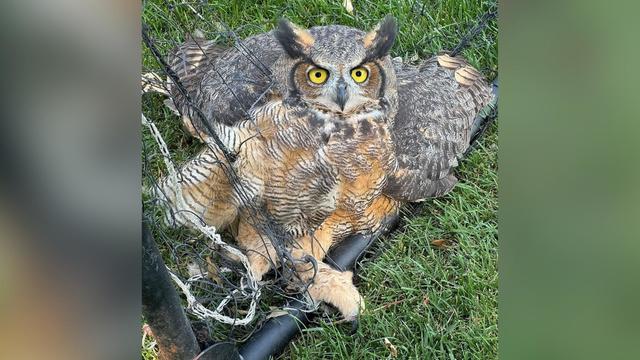 raptor-center-owl-trapped-in-soccer-net.jpg 