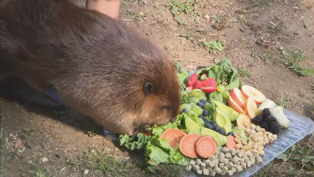 governor-healey-beaver-pool-feed-20241004-01-frame-10116.jpg 