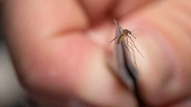 Mosquitos In Kentucky Are Tested After West Nile Virus Found In Area 