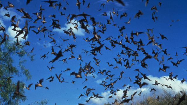 Horde of Bats 