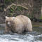 Mama bear beats rival that killed her cub to win Fat Bear crown