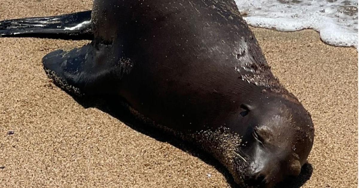 $20,000 Reward Offered for Sea Lion Shooting