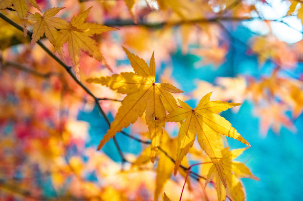 Orange color Maple leaves in Backlight 