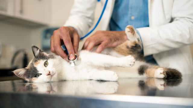 Veterinarian examines the pet 