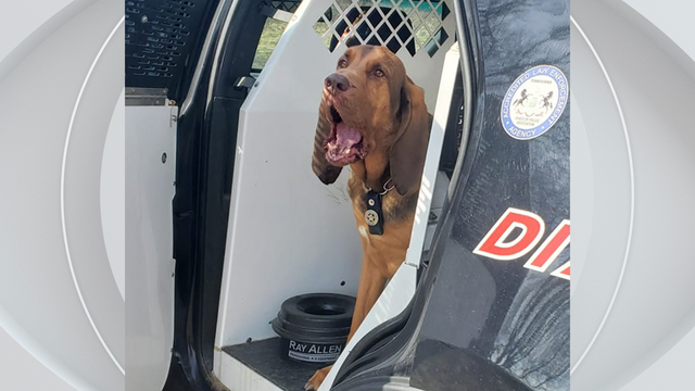 kdka-allegheny-county-k9-bloodhound-dementia-patient.png 