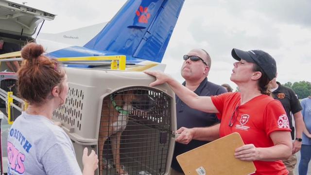 Michigan animal rescue organizations stepping in amid Hurricane Milton 