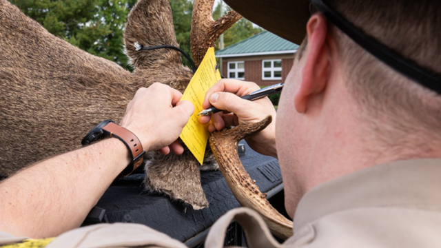 Deer mount seized during Pennsylvania poaching investigation 