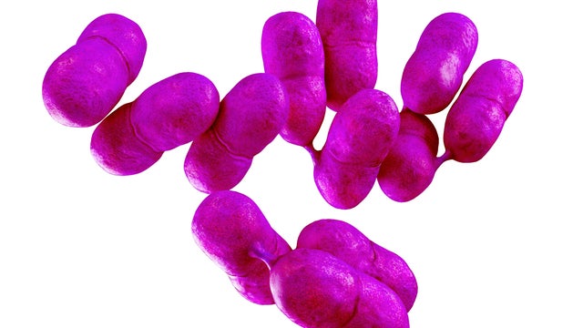 Listeria, illustration