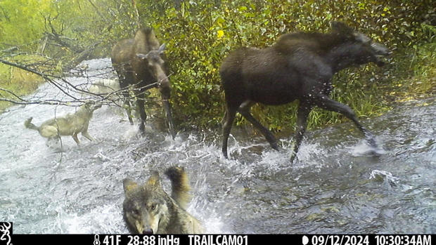 This image made from video provided by Donna Gail Shaw shows a view from a trail camera of wolves attacking moose on Sept. 12, 2024, in Anchorage, Alaska. 