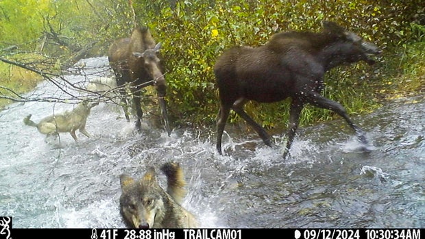 This image made from video provided by Donna Gail Shaw shows a view from a trail camera of wolves attacking moose on Sept. 12, 2024, in Anchorage, Alaska.