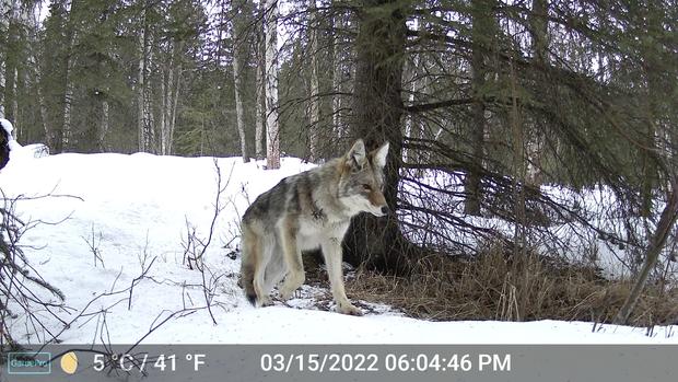 Business City News This image made from video provided by Donna Gail Shaw shows a view from a trail camera of a coyote on March 15, 2022, in Anchorage, Alaska. 