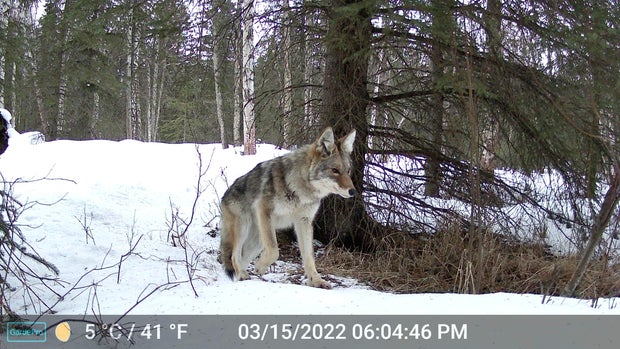 This image made from video provided by Donna Gail Shaw shows a view from a trail camera of a coyote on March 15, 2022, in Anchorage, Alaska.