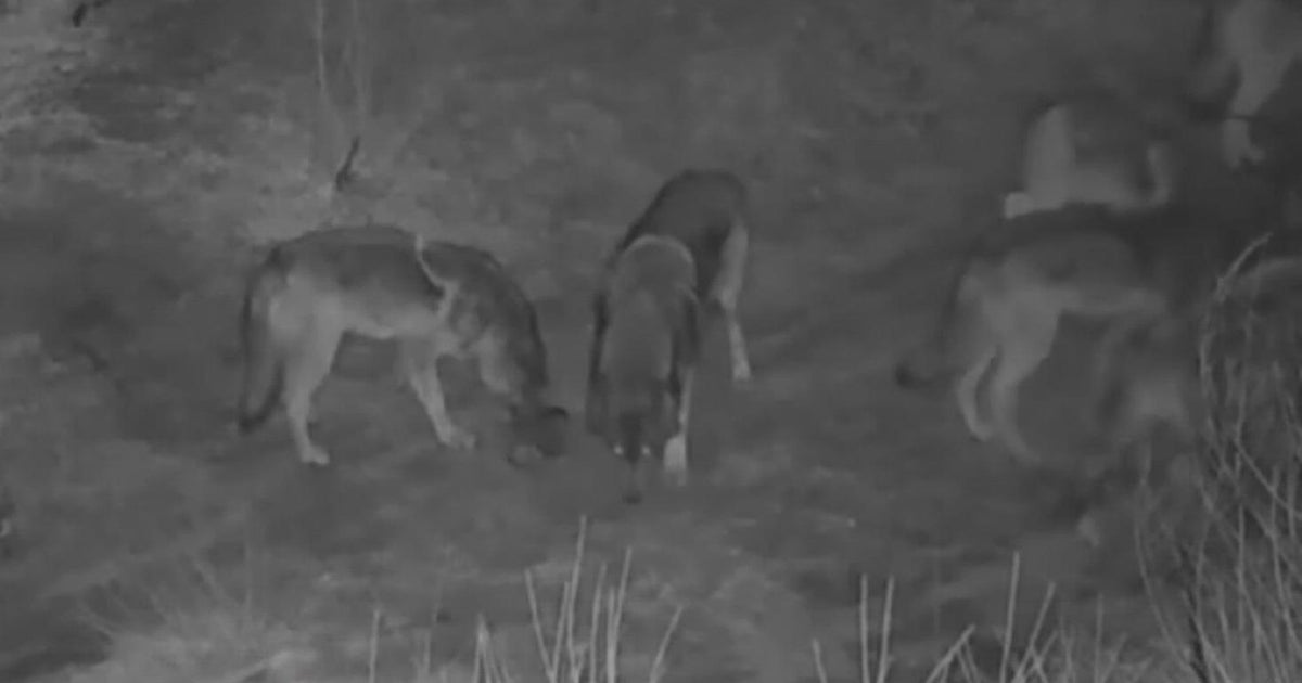 California works to confirm wolf sightings near South Lake Tahoe