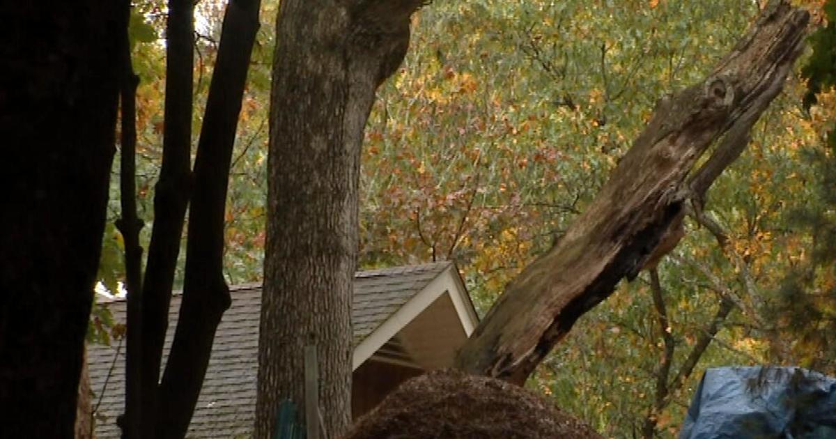 Falling tree limb kills 86-year-old man at Massachusetts home