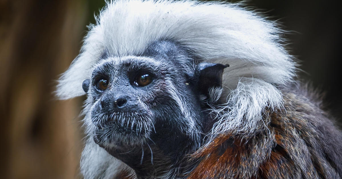 Part of Hong Kong's oldest zoo closed after 8 monkeys, including critically endangered Tamarins, found dead