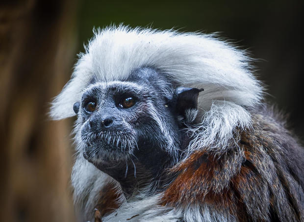 The Cotton-top Tamarin Saguinus Oedipus,United States,USA 