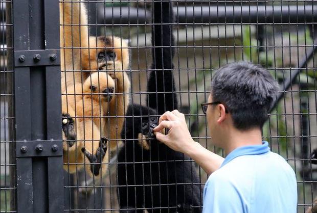 hong-kong-zoo-buff-cheeked-gibbon.jpg 