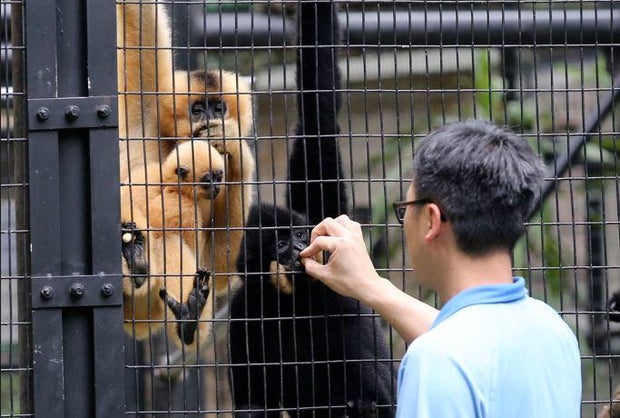 hong-kong-zoo-buff-cheeked-gibbon.jpg