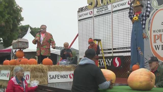 Half Moon Bay pumpkin weigh-off 