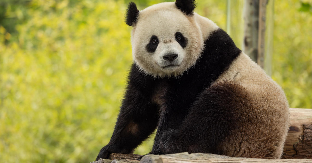 L’anno scorso lo zoo nazionale ha restituito i panda dalla Cina in viaggio verso Washington, DC