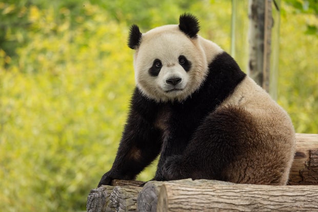 Giant Panda Bao Li at the Shenshuping Panda Base