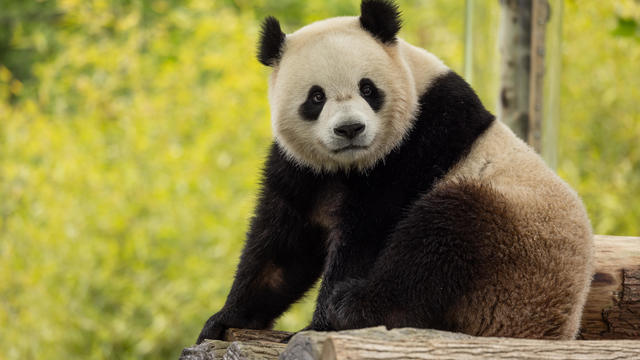 Giant Panda Bao Li at the Shenshuping Panda Base 