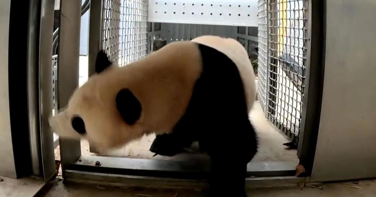 Pandas from China arrive in Washington, D.C.