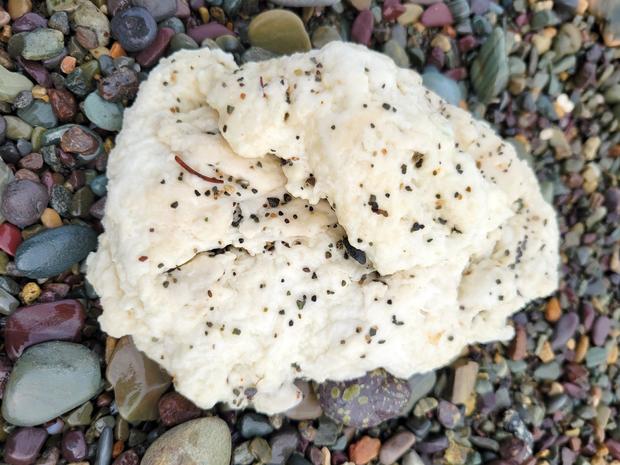 White blobs washing up on Newfoundland beaches stump experts and worry resident beachcombers