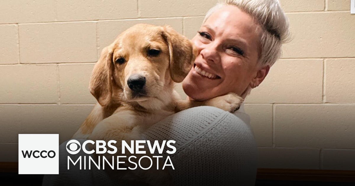 Minnesota rescue dog joins Pink's concert tour, to help him find ...
