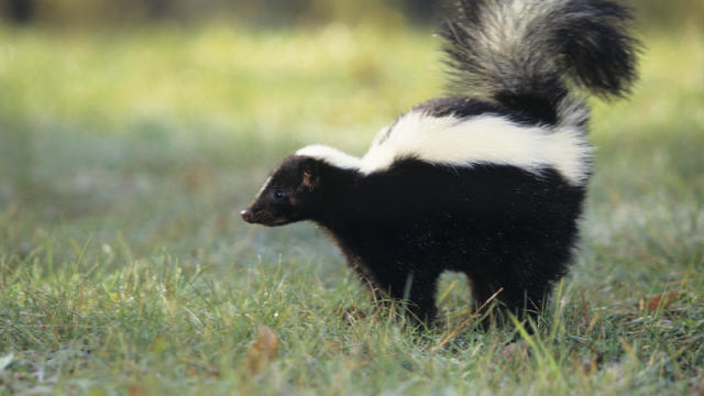 Striped skunk (Mephitis mephitis) spraying, USA 