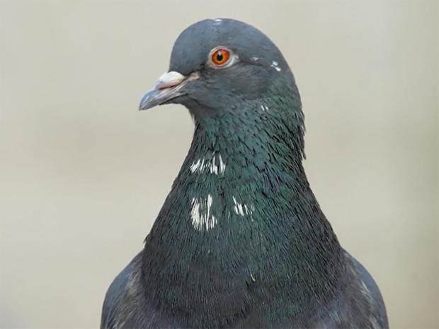 pigeon-portrait-1280.jpg 