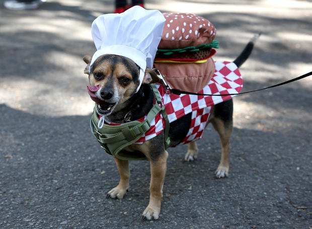 Dogs in costume take part in the 34th Annual Tompkins Square Park Halloween Dog Parade on October 19, 2024 in New York City. 