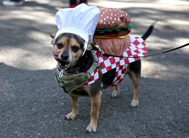 Dogs in costume take part in the 34th Annual Tompkins Square Park Halloween Dog Parade on October 19, 2024 in New York City.