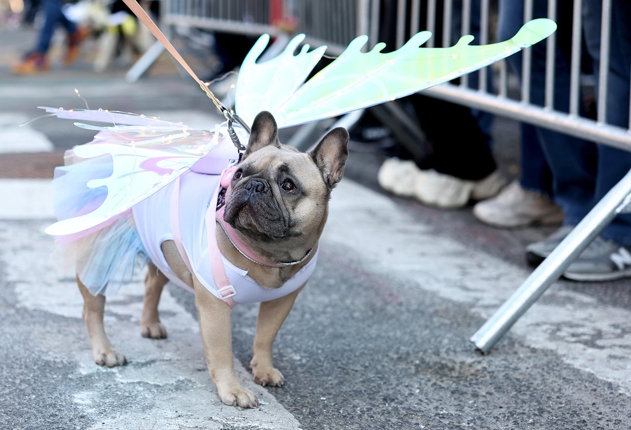 Dogs in costume take part in the 34th Annual Tompkins Square Park Halloween Dog Parade on October 19, 2024 in New York City.