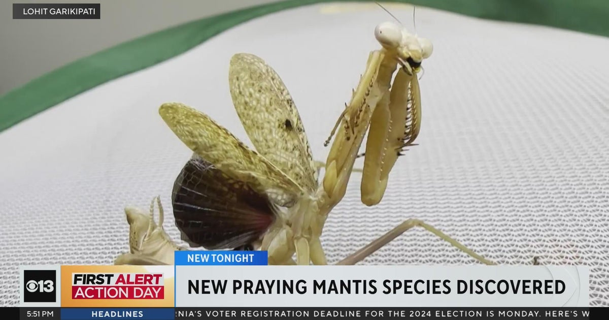 UC Davis alum discovers new species of praying mantis - CBS Sacramento