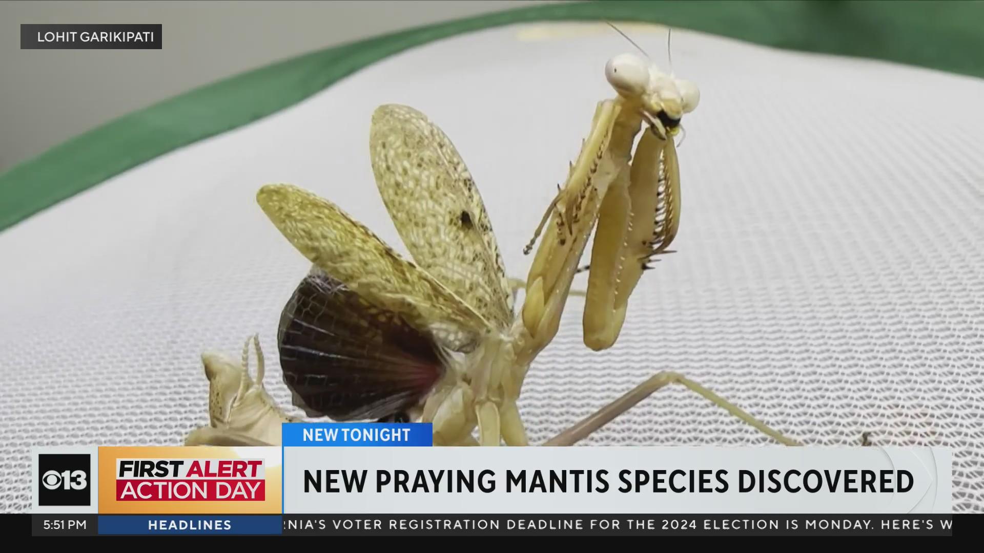 UC Davis alum discovers new species of praying mantis - CBS Sacramento