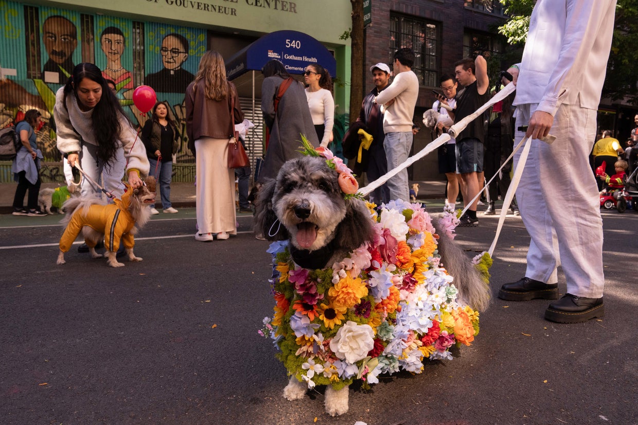 People and their dogs in costume take part in the 34th Annual Tompkins Square Park Halloween Dog Parade in New York City, October 19, 2024.