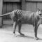 Tasmanian tiger de-extinction research advances