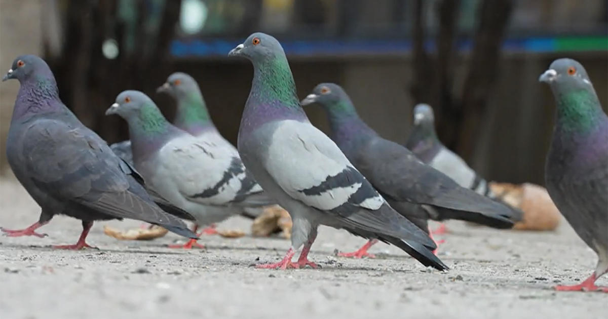 The secret life of pigeons