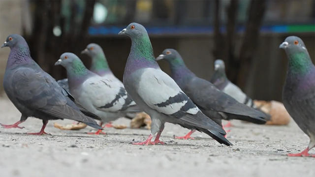 pigeons-1920.jpg 