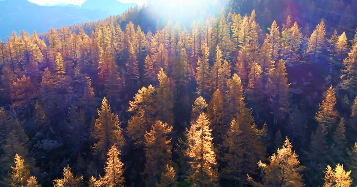 Fall foliage season: Time for "Larch Madness"