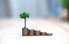 Coins stacks with a tree 