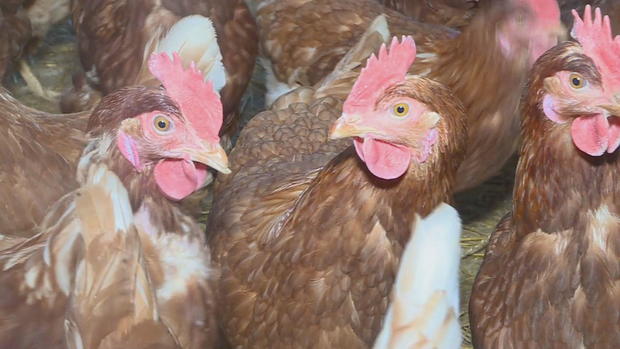 chickens-avian-flu-colorado-hickenlooper-agriculture.jpg 