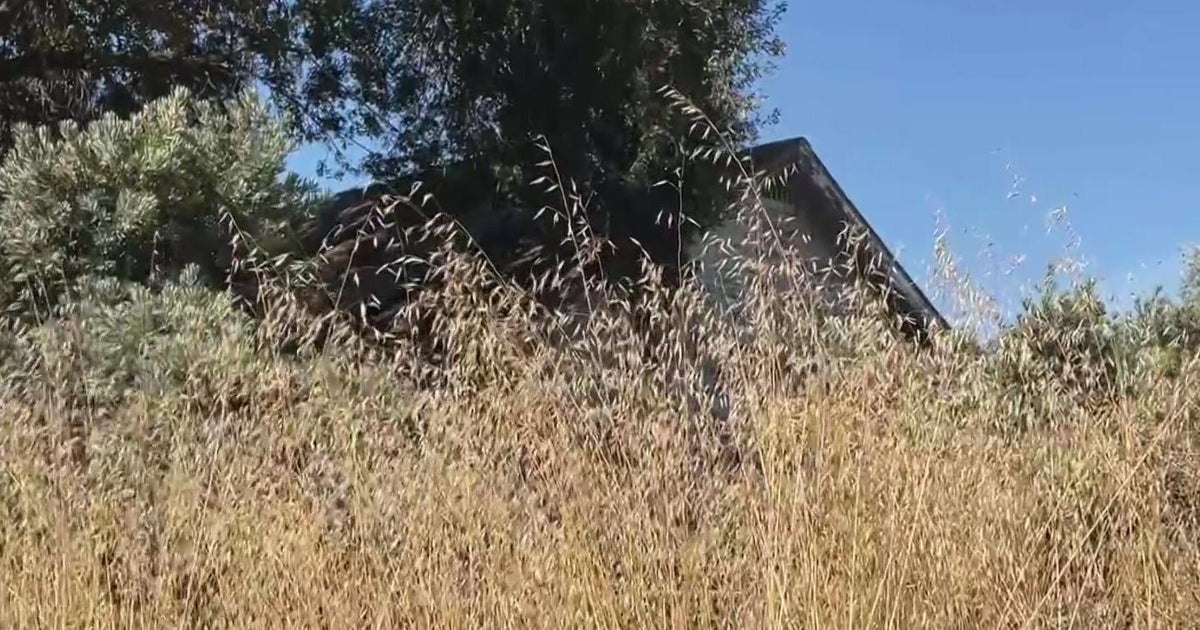 Overgrown weeds may now lead to fines in city of Ripon
