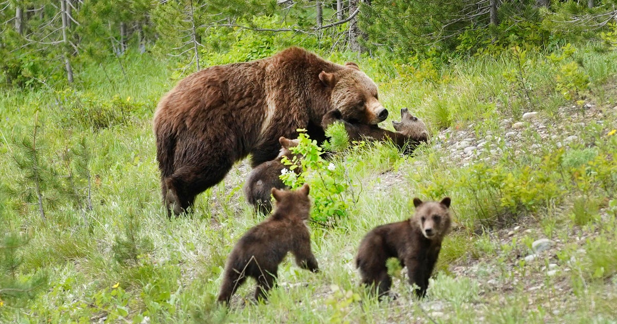 Famous mama grizzly bear killed by car stepped right out into the road before collision Wyoming officials say  CBS News Famous mama grizzly bear killed by car stepped right out into the road before collision Wyoming officials say  CBS News